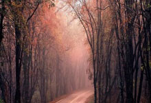 国际足球盛宴，女子队伍斩获佳绩！